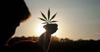 Cannabisblatt im Gegenlicht der Sonne
